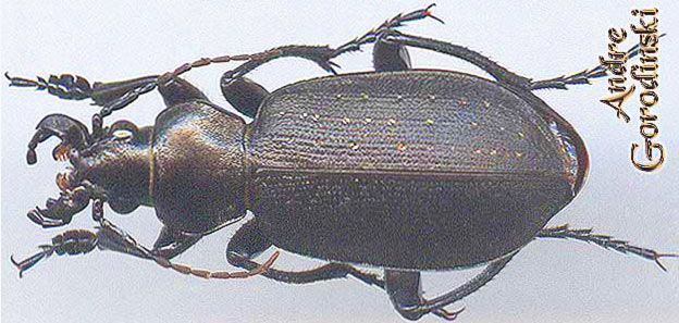 http://www.gorodinski.ru/carabidae/Calosoma maderae kashmirens.jpg